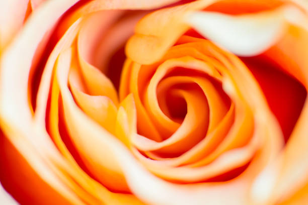 istock Peach Coloured Rose Petals 695287692