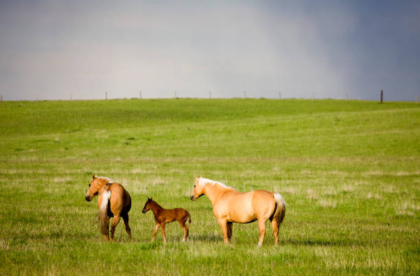 istock Horse and Colt Canada 695288030
