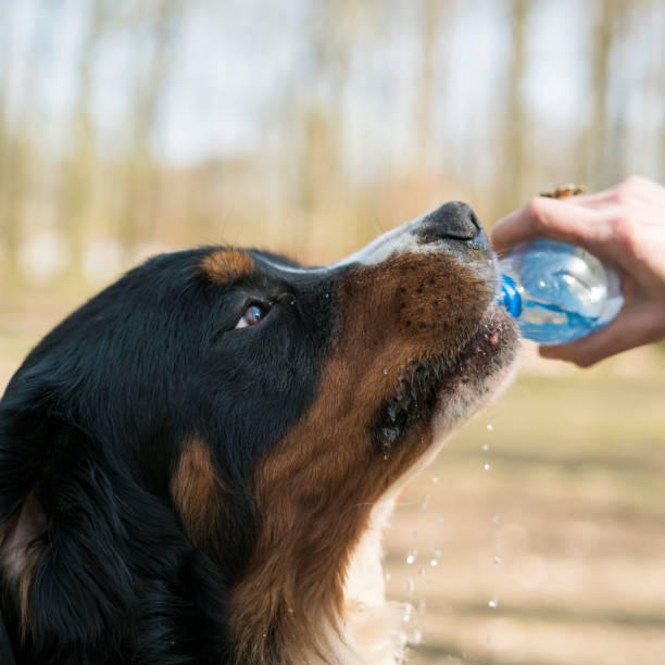 istock The dog drinking water from the bottle 695293692