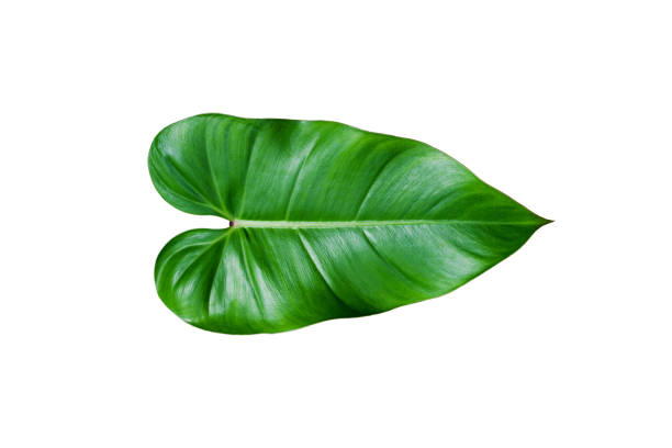 istock Tropical green leaf isolated on white background. 695294600