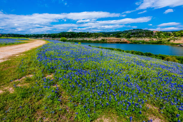 View of Famous Texas Bluebonnet  Wildflowers on the Colorado River in Texas. stock photo