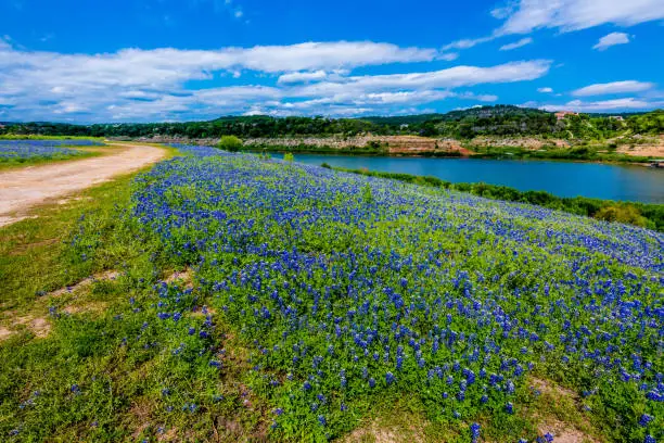 Photo of View of Famous Texas Bluebonnet  Wildflowers on the Colorado River in Texas.