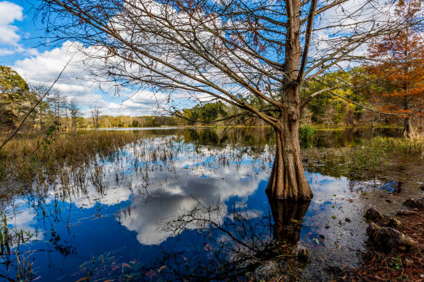 istock Colorful Creekfield Lake at Brazos Bend Texas 695304284
