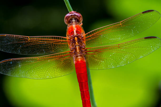 istock Beautiful Red Skimmer Dragonfly 695304608