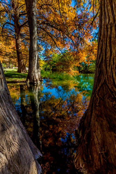 Beautiful Fall Foliage on the Guadelupe River, Texas. stock photo