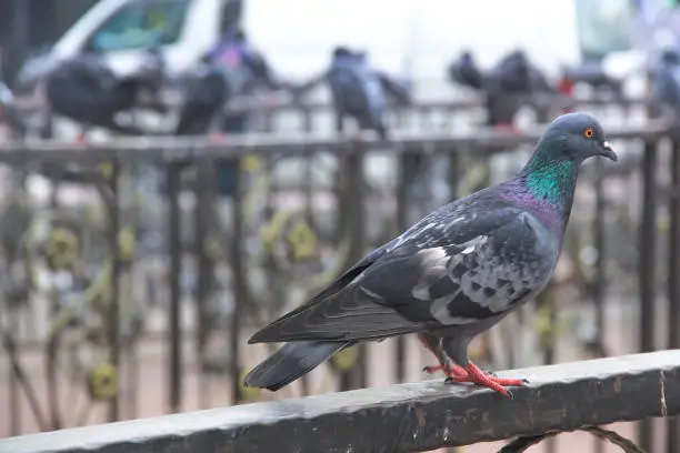 Photo of Thai pegeon on the fence in fromt of The BATU Cave