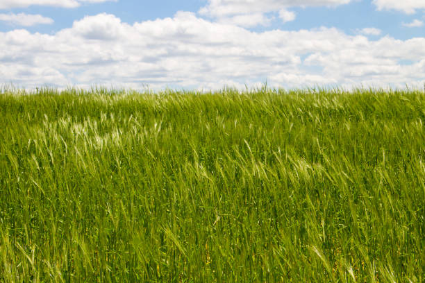 istock Field of young green wheat 695305278