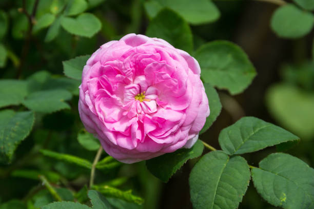 istock Pink rose on a bush in the garden 695305306
