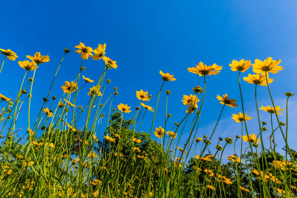 Interesting View of Beautiful Bright Yellow Lanceleaf Coresopsis Wildflowers. stock photo