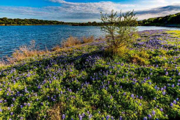 istock Texas Bluebonnets at Lake Travis at Muleshoe Bend in Texas. 695305450