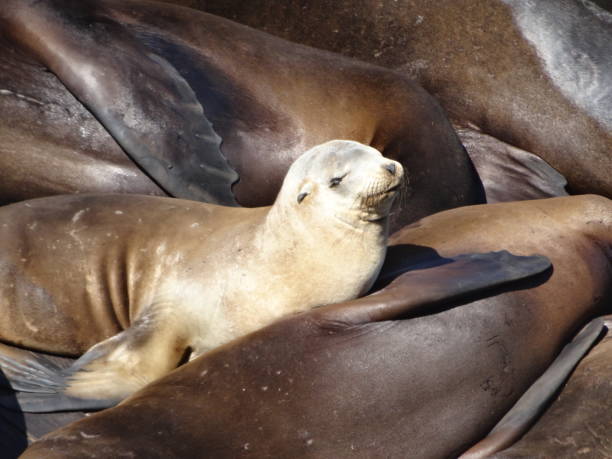 istock Smiling snoozin sea lions 695305720