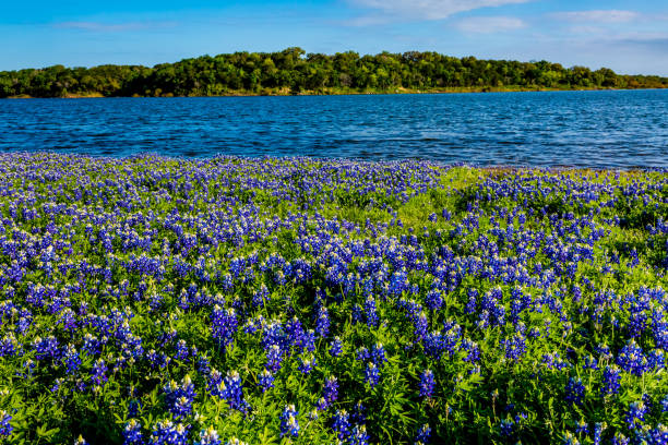 istock Texas Bluebonnets at Lake Travis at Muleshoe Bend in Texas. 695307796