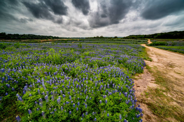 istock Cloudy Day Over Texas Bluebonnet (Lupinus texensis) Wildflowers 695308008