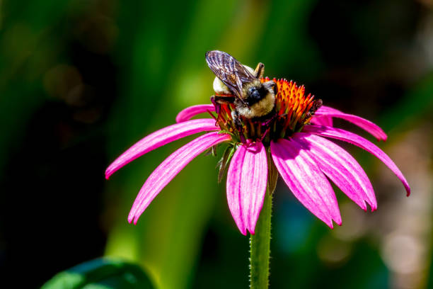 istock Coneflower with Bumble Bee on Stamen. 695308342