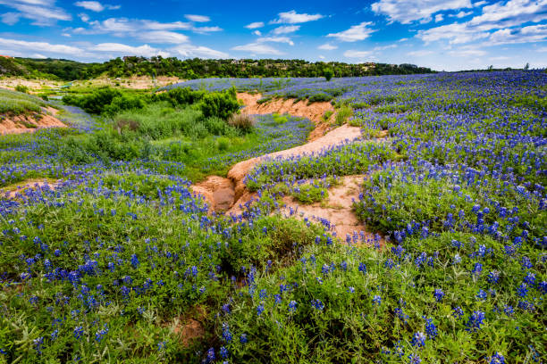 flores silvestres de texas bluebonnet (texensis del lupinus) en lecho del río seco. - mule fotografías e imágenes de stock