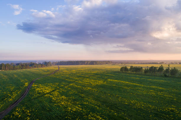 istock Aerial view at sunset on a field with long shadows from trees 695313586