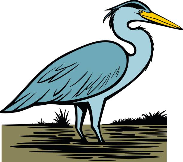 Heron A vector illustration of a Heron bird. blue heron stock illustrations