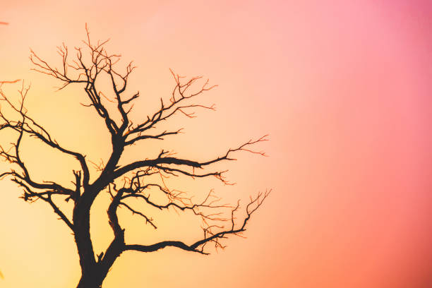 istock Silhouette of Tree at Dusk. 695316522