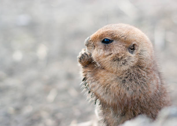 istock Prairie dog eating in sunlight 695322060