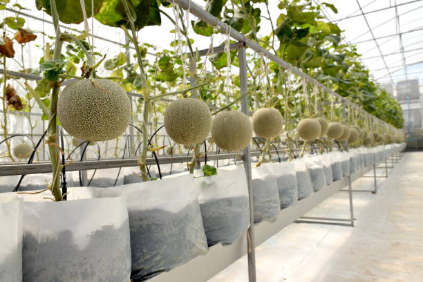 istock Melon and melon trees in greenhouse system farm 695325520