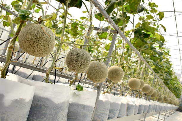 istock Melon and melon trees in greenhouse system farm 695325532