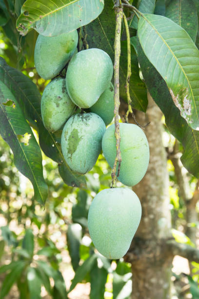 istock Green mango in an agriculture,Thailand 695328418