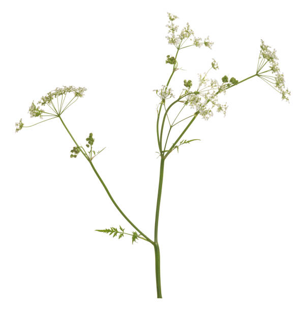 Blooming caraway, Carum carvi isolated on white background The Caraway, Carum carvi is a plant of the Apiaceae family. It blossoms in the summertime. carum carvi stock pictures, royalty-free photos & images