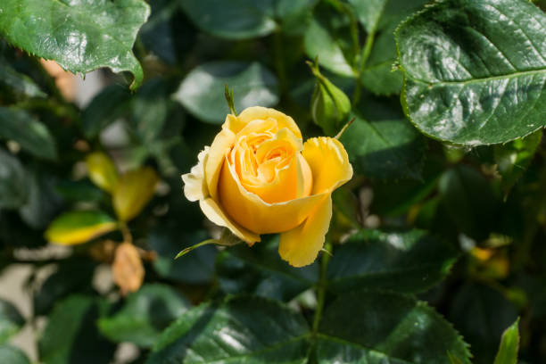 istock Yellow rose with green leaves at sunshine 695338376