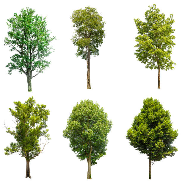 istock collections green tree isolated. green tree  isolated on white background. 695338814