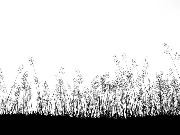 istock Silhouette wild grass flowers meadow  isolated over white background 695341074