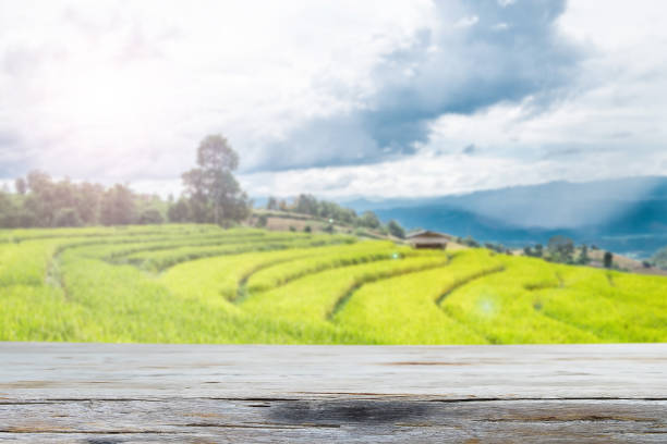 istock Empty top wood table and Terrest Rice field background .Product 695341228