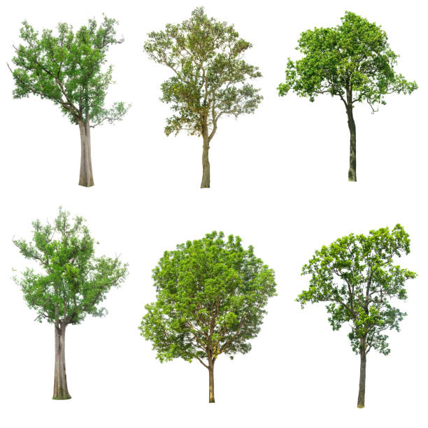 istock collections green tree isolated. green tree  isolated on white background. 695341268