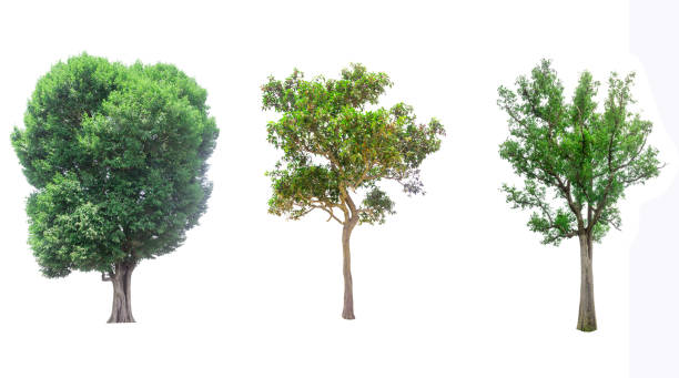 istock collections green tree isolated. green tree  isolated on white background. 695341352
