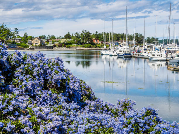 California Lilac blooming in front of marina with moored boats stock photo