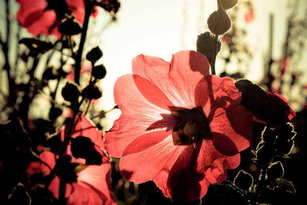 Alcea,commonly known as hollyhocks, is a genus of about 60 species of flowering plants in the mallow family Malvaceae.They are native to Asia and Europe.Hollyhocks are annual,biennial,or perennial plants usually taking an erect, unbranched form.The herbage usually has a coating of star-shaped hairs.The leaf blades are often lobed or toothed, and are borne on long petioles. The flowers may be solitary or arranged in fascicles or racemes.The notched petals are usually over three centimeters wide and may be pink,red,white,purple, or yellow.