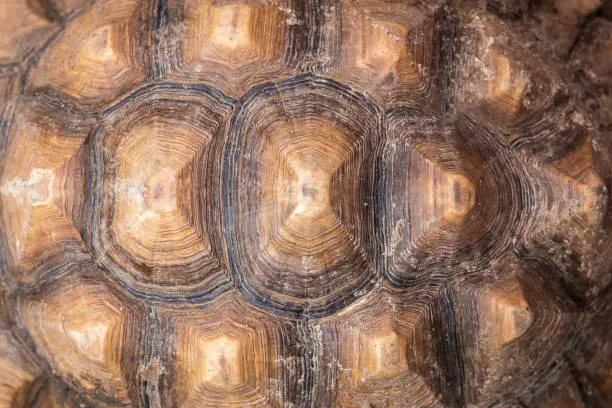 Photo of Texture of Turtle carapace.