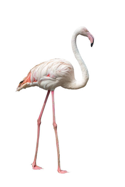 istock Flamingo Isolated on white background with clipping path. 695344560