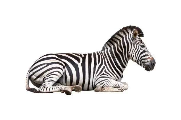 zebra isolated on white background