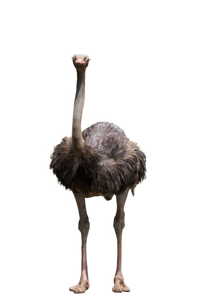 istock Portrait Of A Ostrich On White Background 695344662