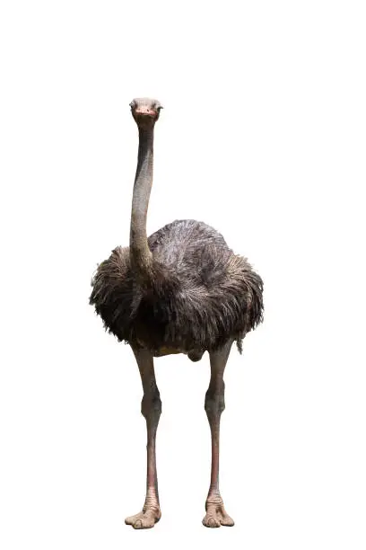 Photo of Portrait Of A Ostrich On White Background