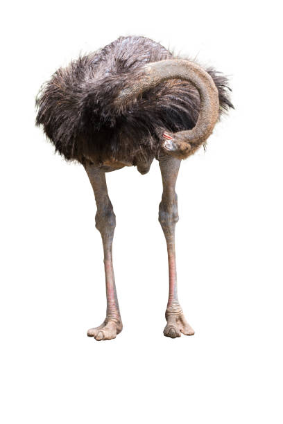 istock Portrait Of A Ostrich On White Background 695344674