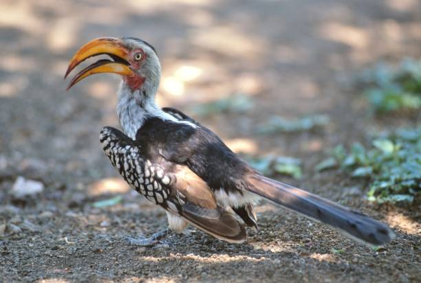 istock Southern Yellow Billed Hornbill 695344748