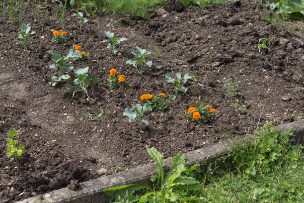 istock vegetables on a german cottage garden in early summer 695353442