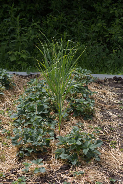 istock vegetables on a german cottage garden in early summer 695353794