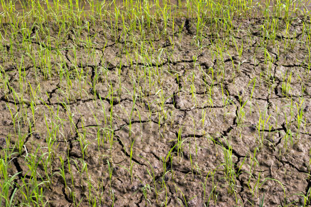 istock agriculture life field 695356798