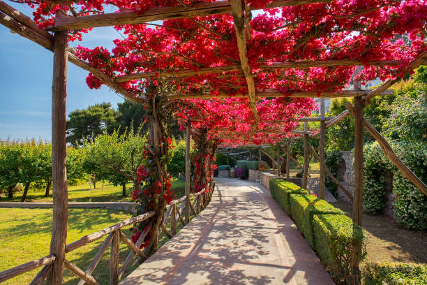 istock picturesque path, covered with red bougainvillea, Capri, Italy 695357672