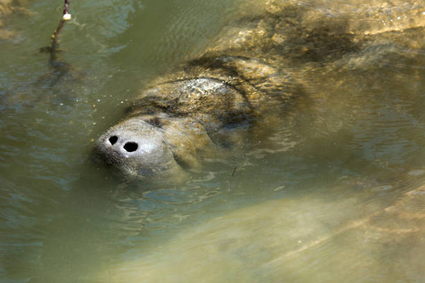 istock Manatee with nose just above the surface, Merritt Island, Florida. 695361550