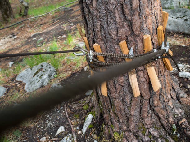 steel slings cable tied around forest tree