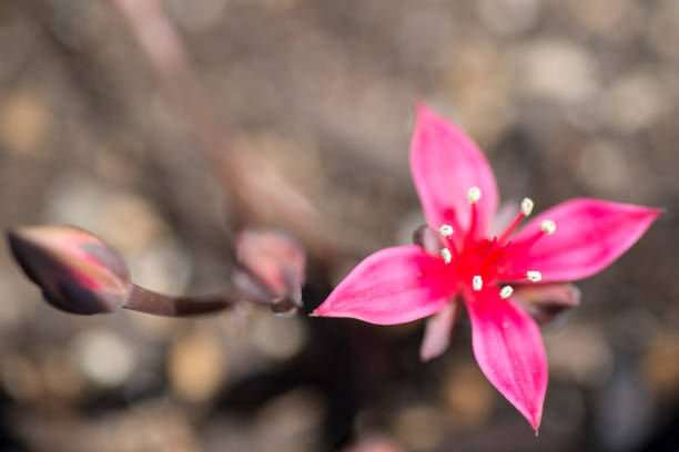 Pink Echeveria Flower