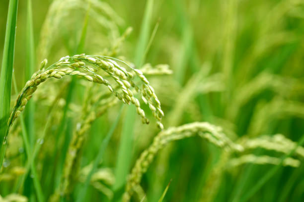 istock Green rice field in Taiwan 695368008